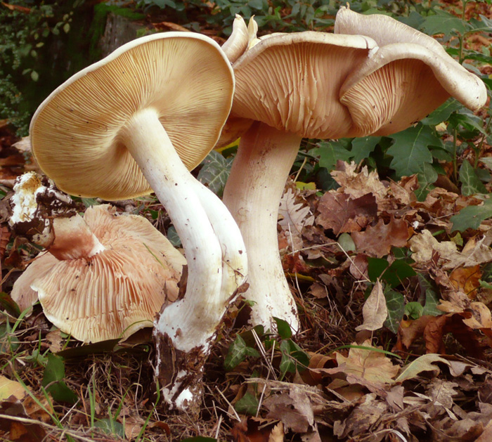 mostro Entoloma lividum